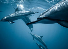 天赋多样性、英雄天赋平衡与资源循环——死亡骑士在“地心之战：午夜”中的必备要素